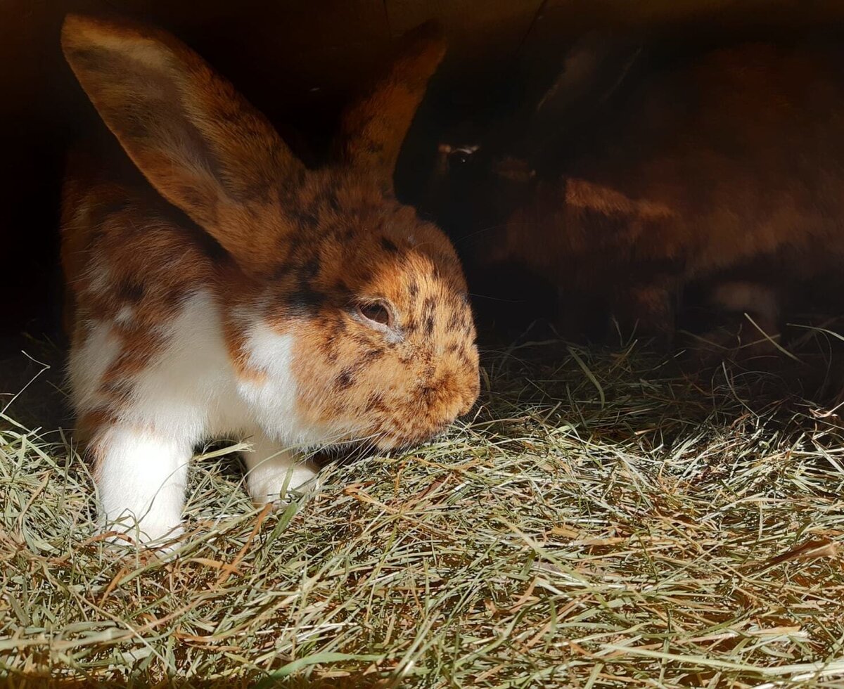 Cute rabbits on the farmhouse, nestled comfortably in fresh hay.