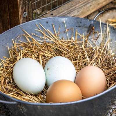 Fresh eggs in a bucket with straw, offered as part of the Bed and Breakfast breakfast.