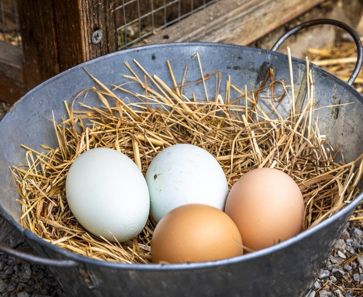Fresh eggs in a bucket with straw, offered as part of the Bed and Breakfast breakfast.
