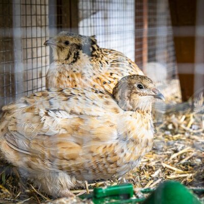 Two quails in a cage on straw at the Bed and Breakfast.