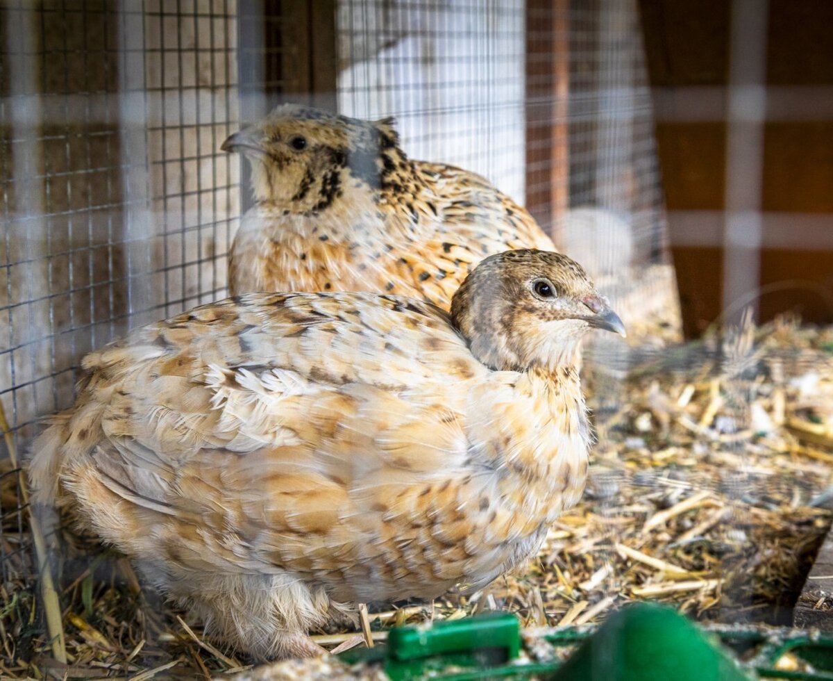Two quails in a cage on straw at the Bed and Breakfast.