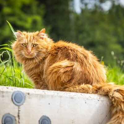 An orange cat sitting on a concrete ledge with green grass and trees in the background at the Bed and Breakfast.