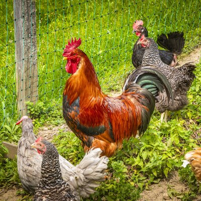 Chickens and a rooster in the Bed and Breakfast's enclosure.
