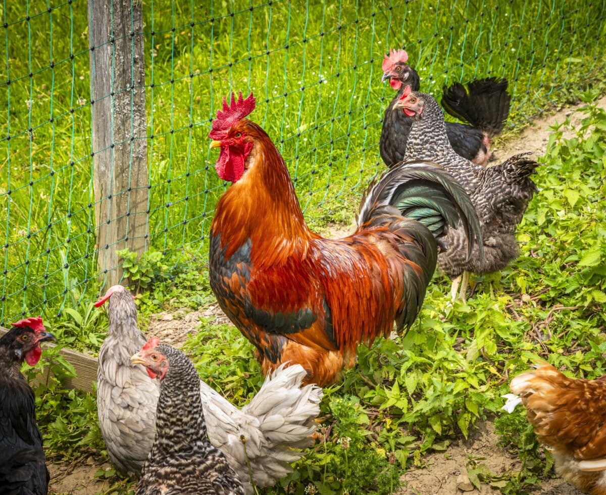 Chickens and a rooster in the Bed and Breakfast's enclosure.