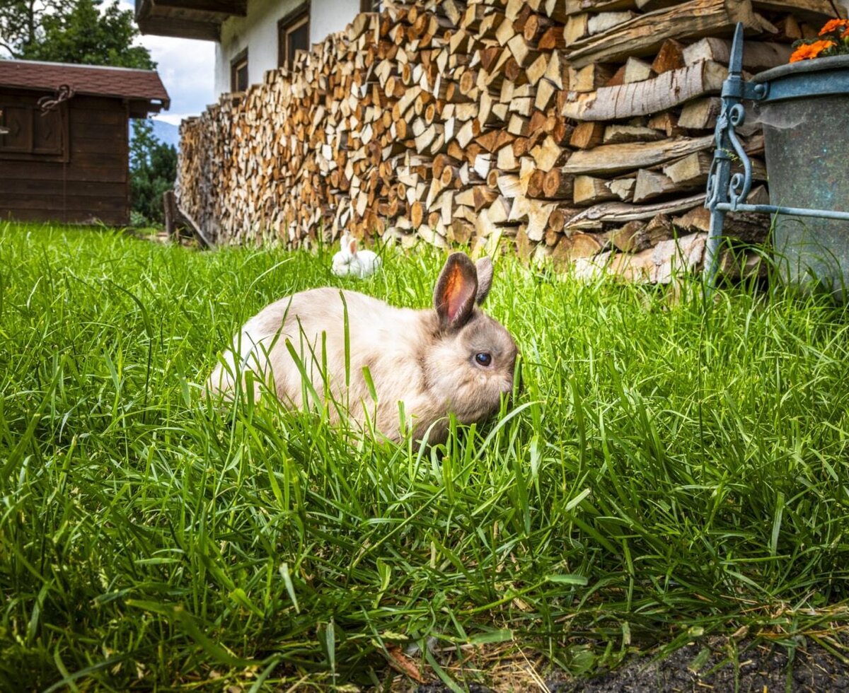 A rabbit in the garden of the Bed and Breakfast, with stacked firewood and an outbuilding in the background.
