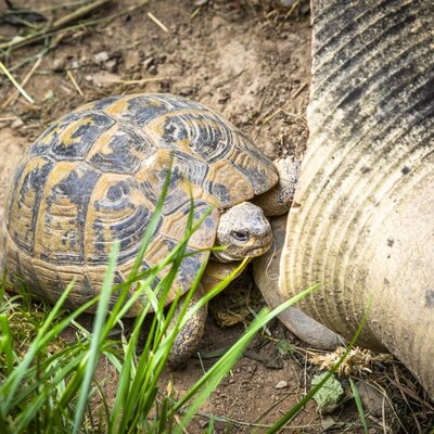 A tortoise on the grounds of the Bed and Breakfast, next to a large clay pot and grass.