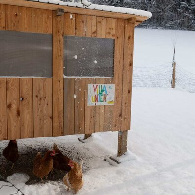 Chickens on the Bauernhof in the snow in front of their wooden coop.