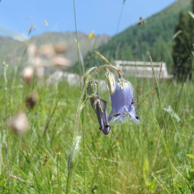 A purple bellflower in a grassy field with mountains and a clear sky in the background, representing the natural surroundings of the farmhouse.