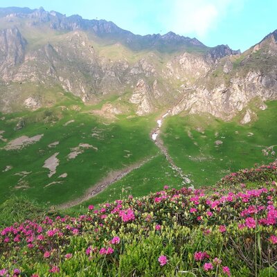 The mountain landscape surrounding the farmhouse, featuring green slopes and pink rhododendron flowers.