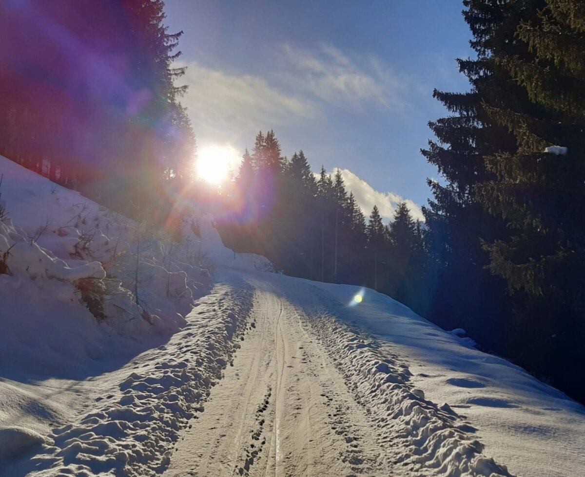 The snowy path leading to the Bed and Breakfast, surrounded by fir trees and sunshine.