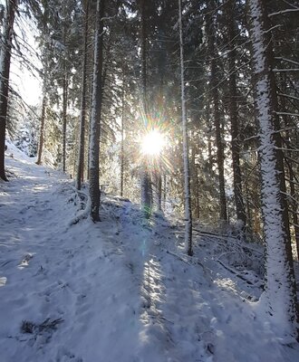Snow-covered forest near the Bed and Breakfast, with sunbeams shining through the trees.