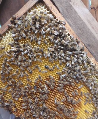 A beehive frame with bees and honeycomb, showcasing the Bed and Breakfast's apiary.