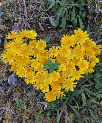 A heart made of yellow flowers and a four-leaf clover in the outdoor area of the Bed and Breakfast.
