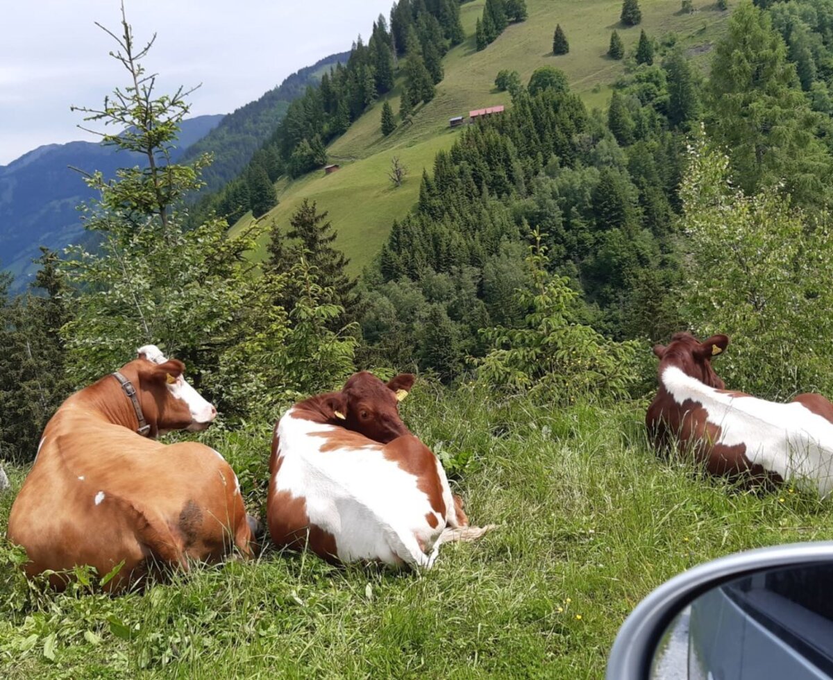 Cows resting on a mountain meadow in the mountainous landscape surrounding the Bed and Breakfast.