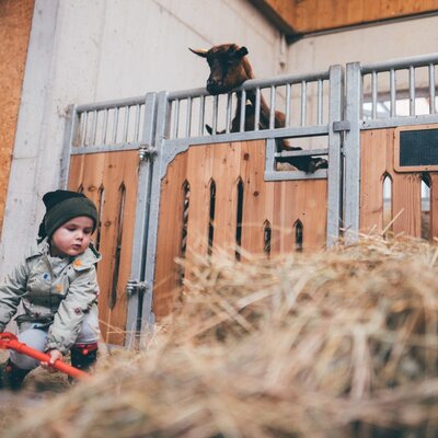 child feeds the animal