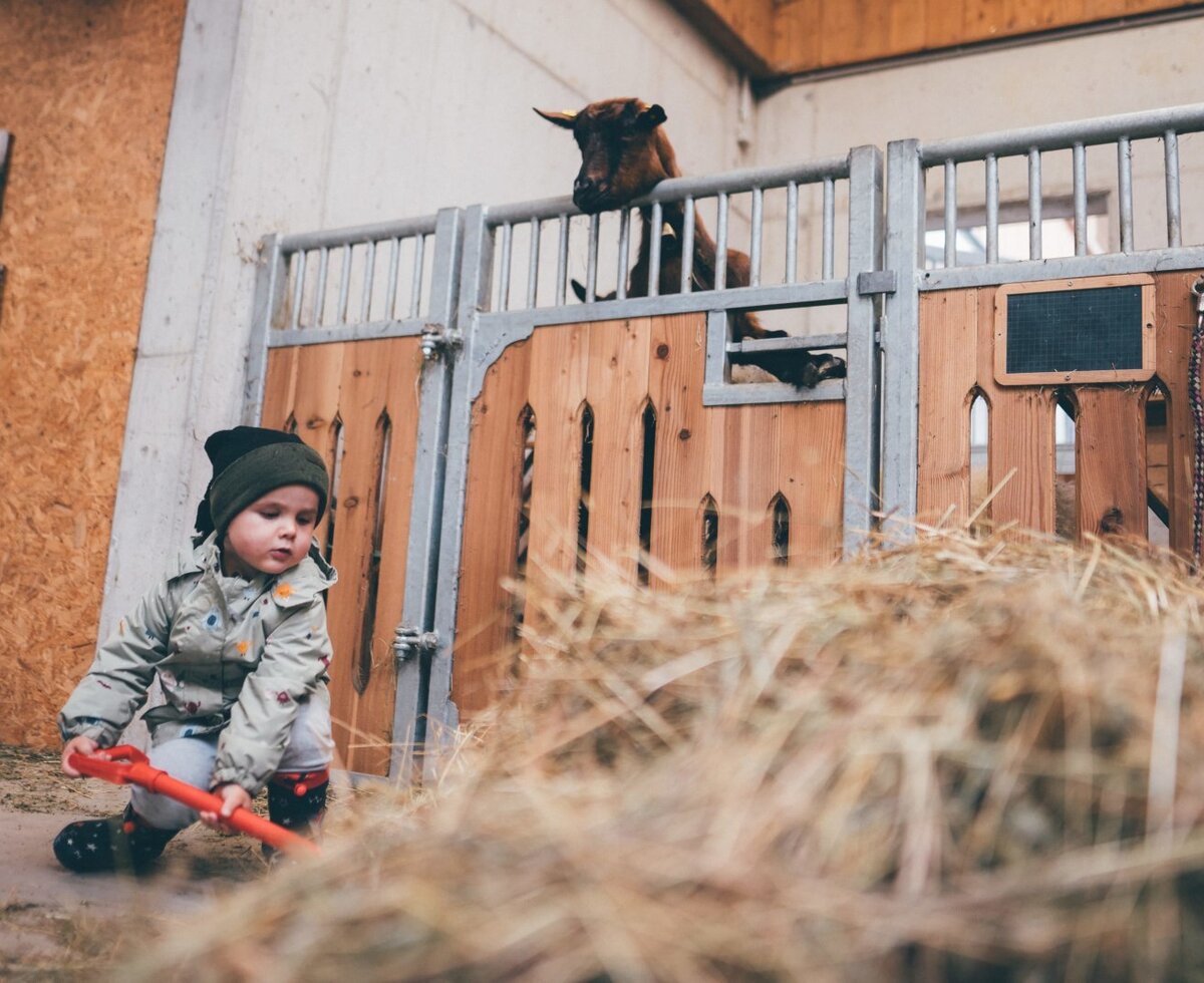 child feeds the animal