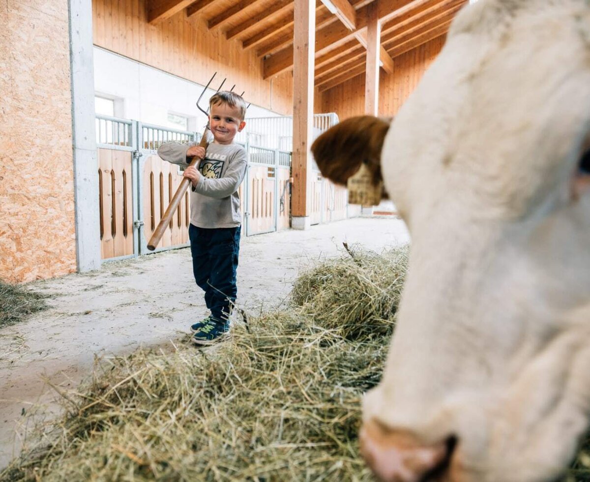 An exciting glimpse into the farmhouse stable, featuring curious cows and fresh hay.