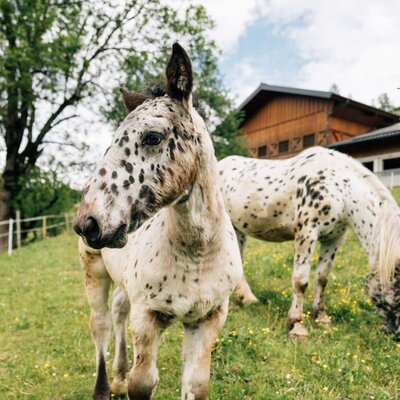 Two spotted horses grazing on the farmhouse's lush green pasture in front of a rustic wooden barn.