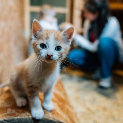 A curious, friendly kitten at the welcoming farmhouse.