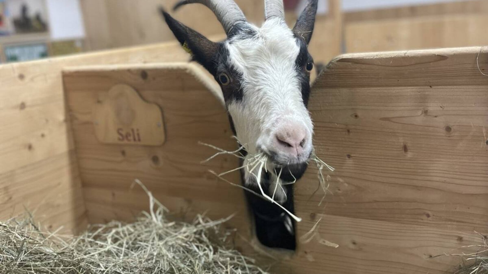 A goat feeding on hay in a wooden enclosure at the Farm House, providing an authentic farm experience.