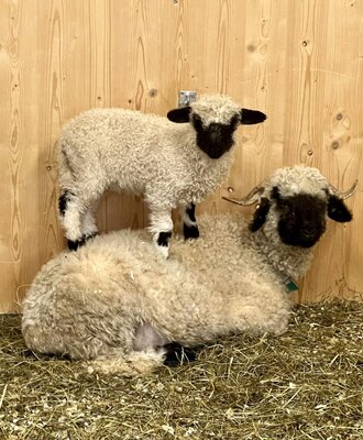 A lamb standing on an adult sheep in the Farm House barn, offering guests a direct farm experience.