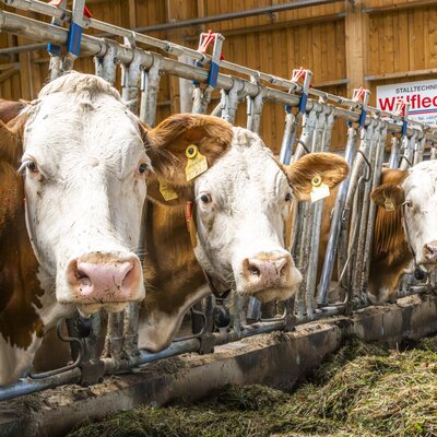 Cows feeding in the barn at the farm house.