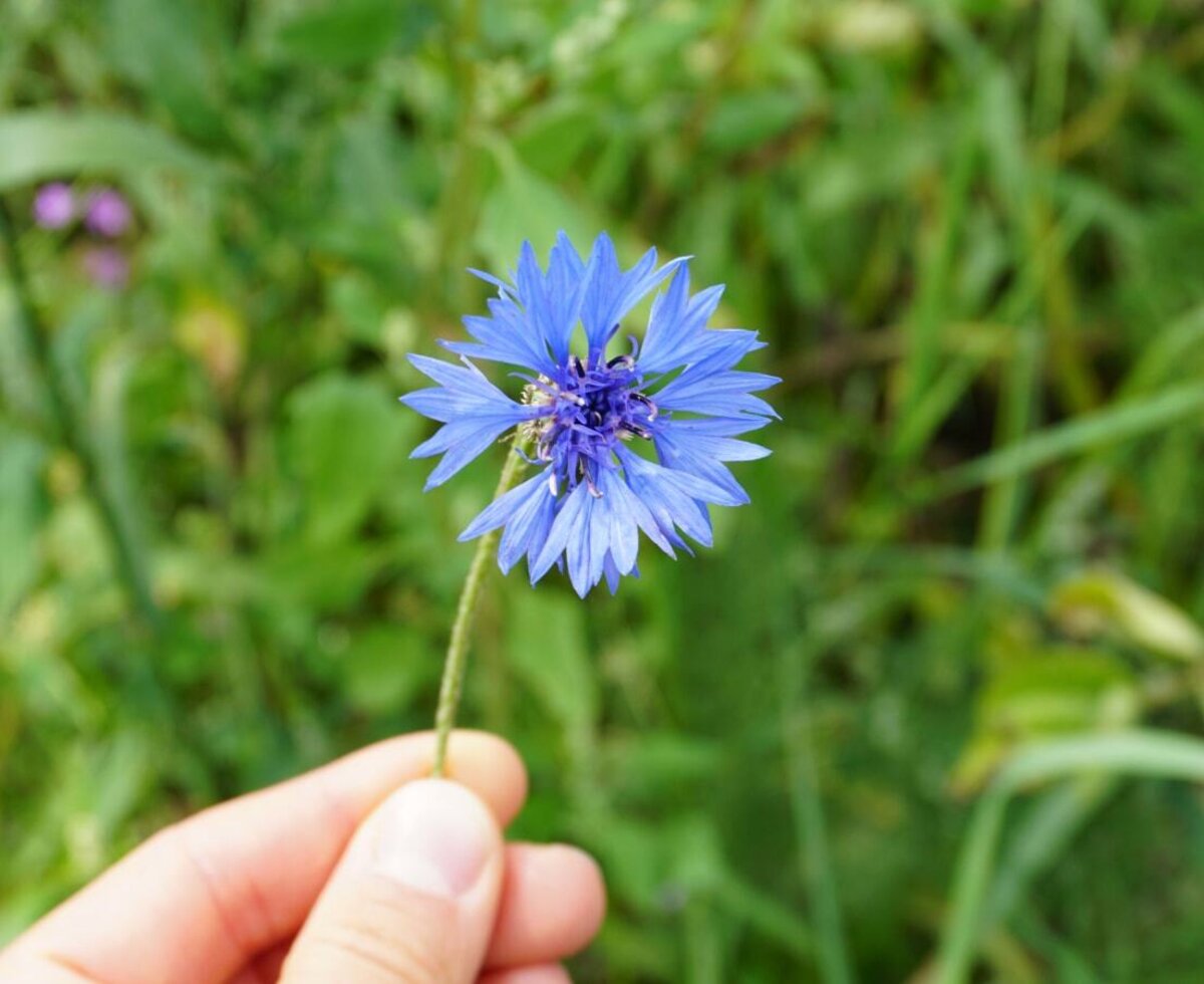 A blue cornflower held in hand, reflecting the "HayflowerLife" studio theme at the Farm House.