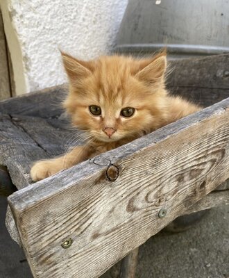 Male cat Mauzi