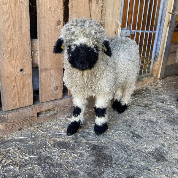 Sheep Fini