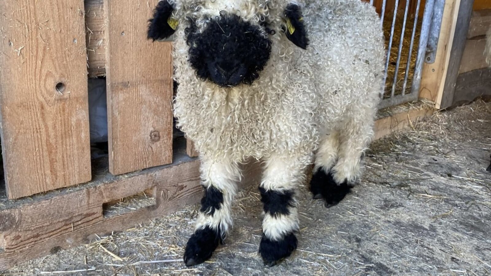 Sheep Fini