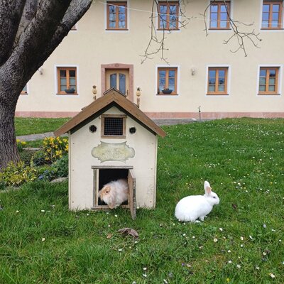 Rabbits and their hutch in the garden of the Farm House.