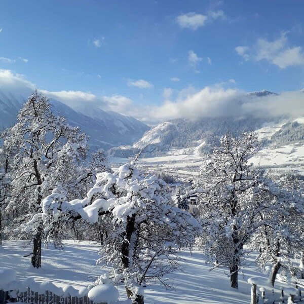 Winter in the garden