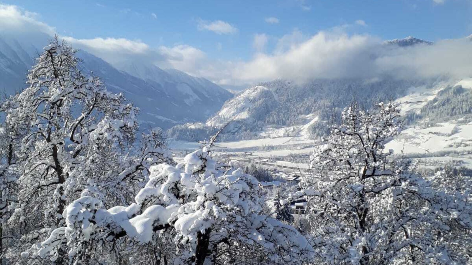 Winter in the garden