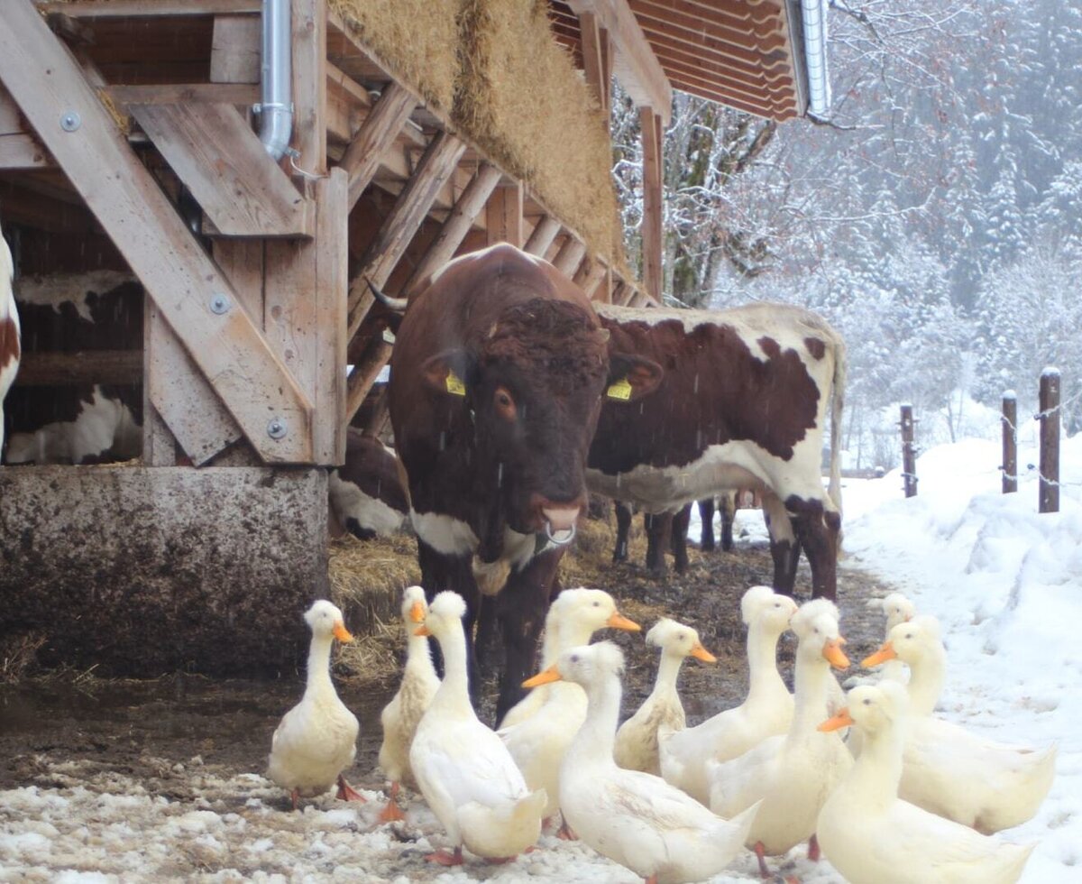 From 20th of November till middle of January we have a bull on our farm.