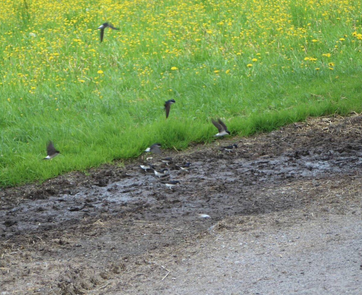 We have a lot of birds on our farm. Here for example swallows.