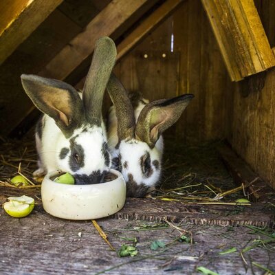 Guests can observe rabbits in their wooden hutch at the Farm House.
