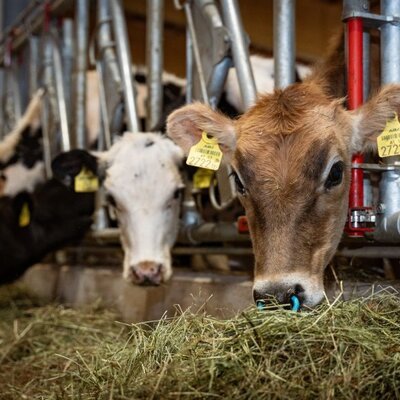 Cows in the barn of the organic farm eating hay, inviting guests to interact with farm animals.