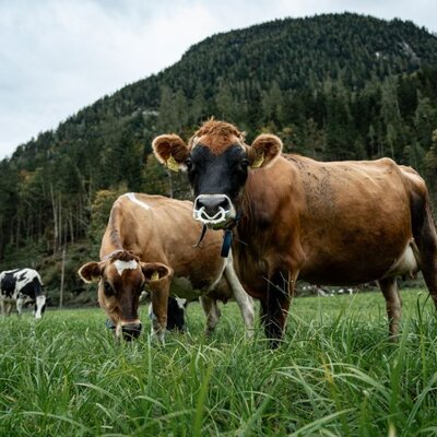 Cows grazing in the pasture of the organic farm with mountains in the background.