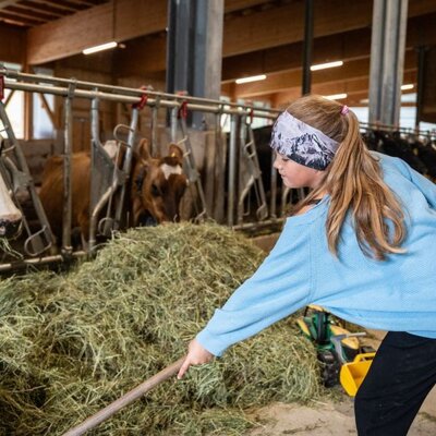 A child feeding hay to cows in the organic farm's barn.