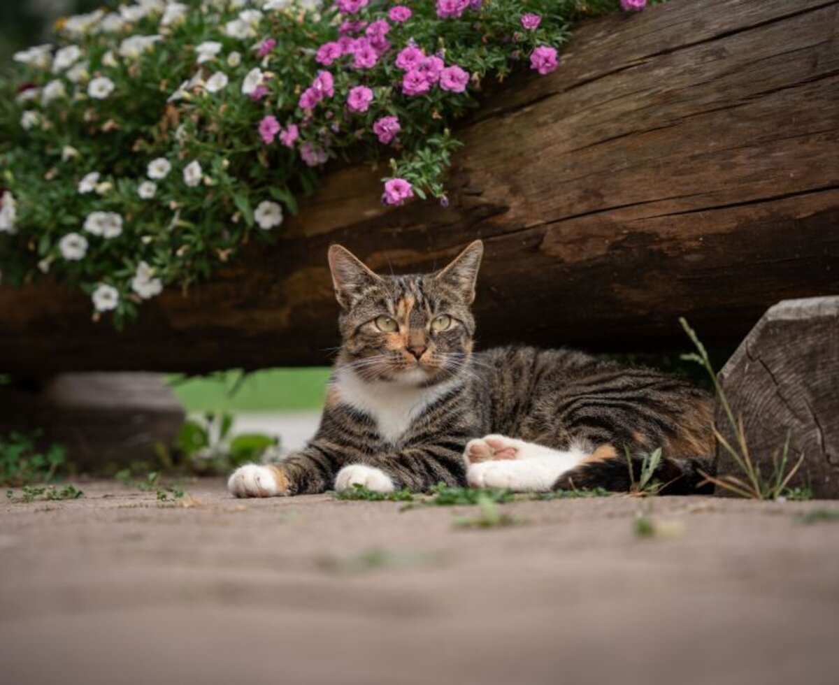 A cat from the organic farm lies under a wooden flower box.