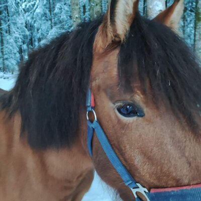 Our horse lissi 