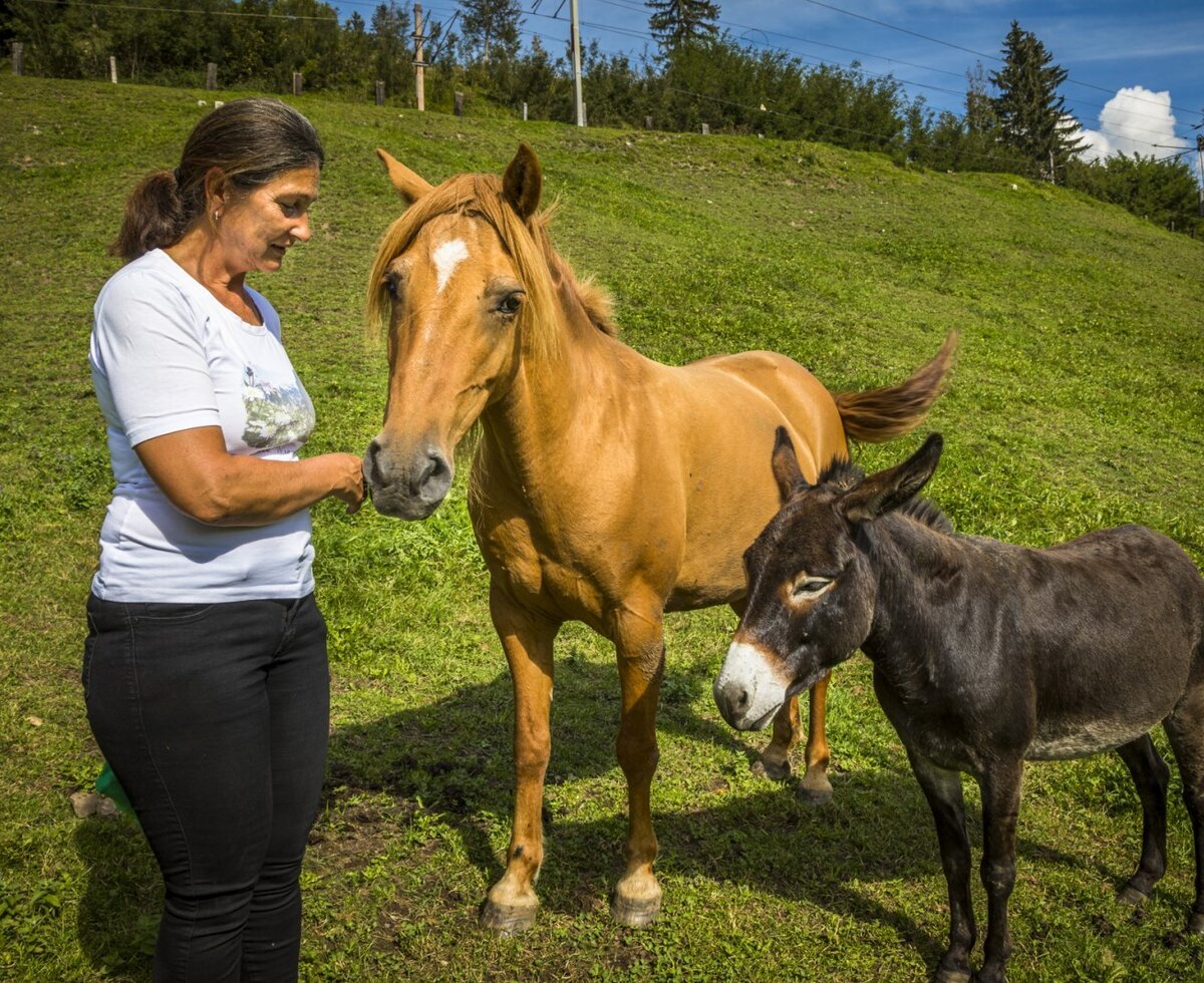 A woman feeds a horse, with a donkey standing nearby, in the fields of the Farm House.