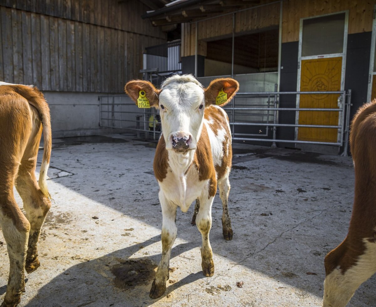 A brown and white calf with ear tags standing in a concrete enclosure at the Farm House.