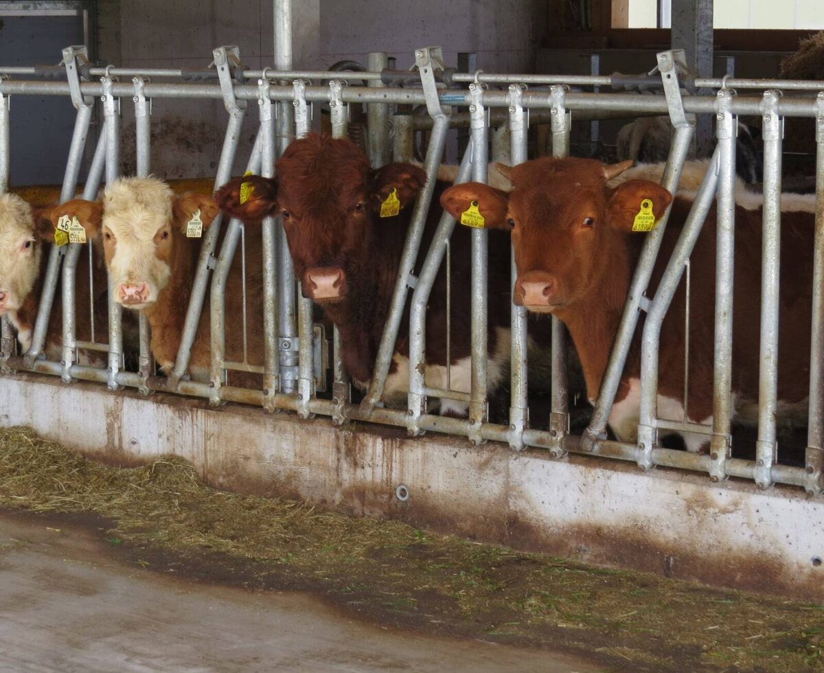 Calves