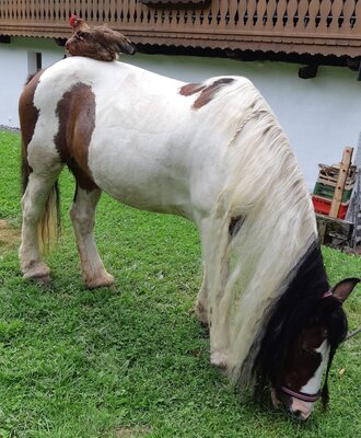 our horse Shakira