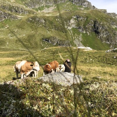 The bed and breakfast's scenic mountain surroundings, featuring grazing cows on lush alpine pastures.