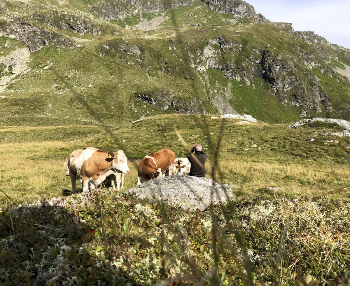 The bed and breakfast's scenic mountain surroundings, featuring grazing cows on lush alpine pastures.