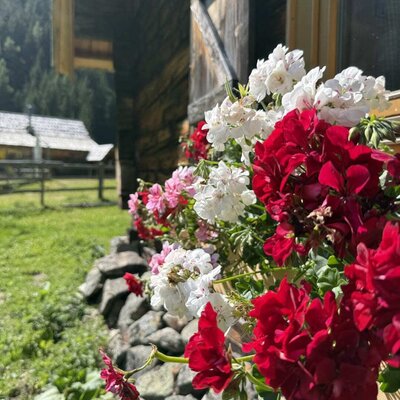 Vibrant flower boxes with colorful geraniums decorating the rustic exterior of the bed and breakfast.