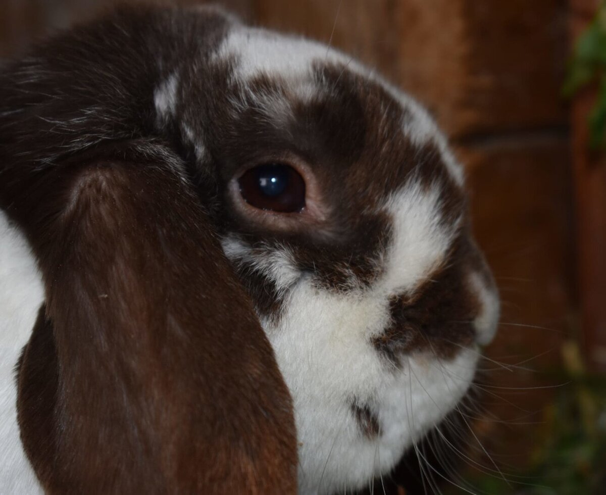 A brown and white spotted rabbit on the farmhouse.