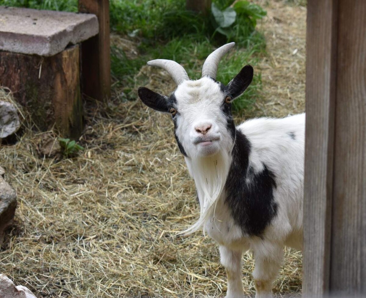 A black and white goat with horns and a beard on the farmhouse.